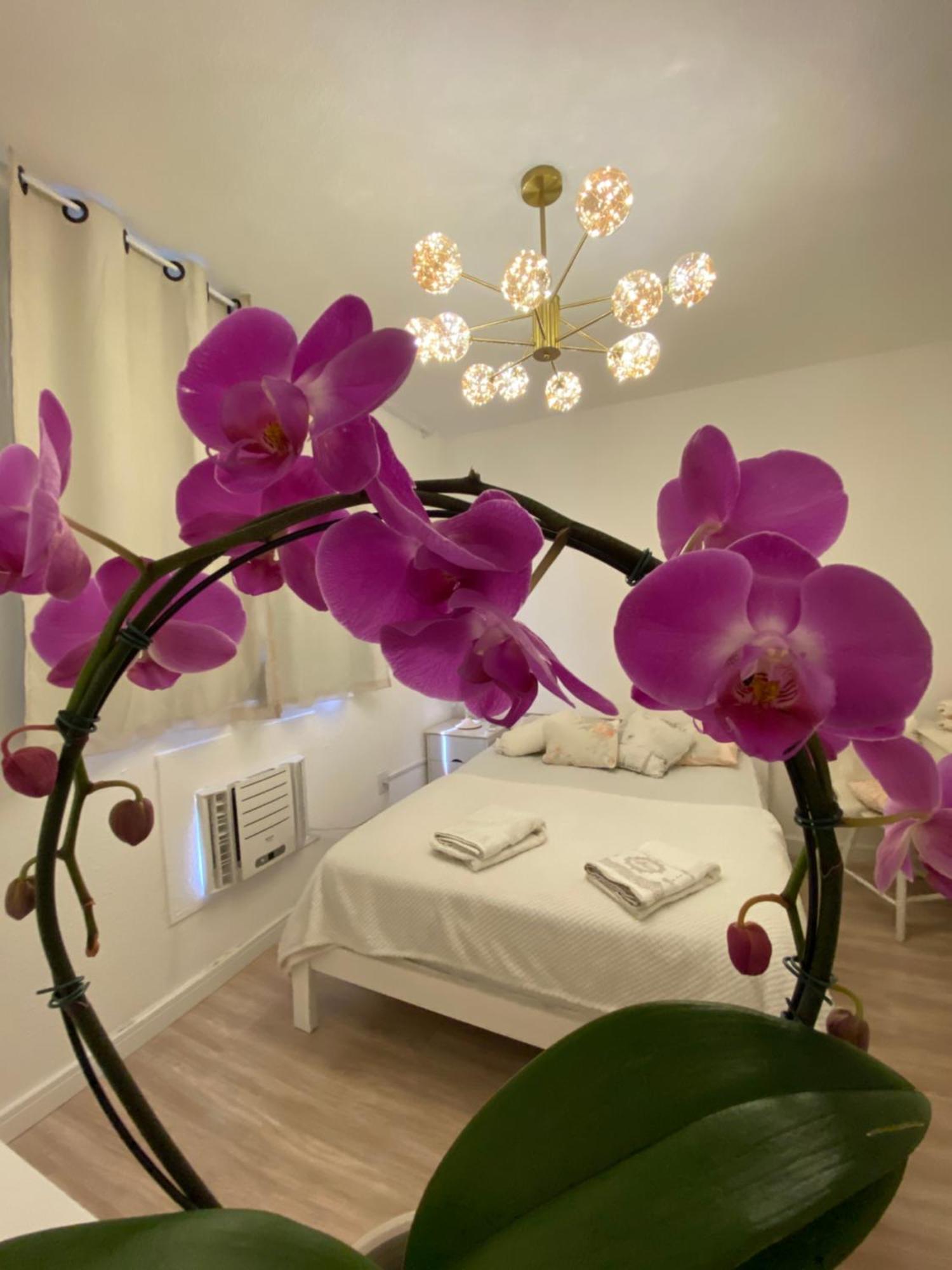 Apartment Pontal Loft *